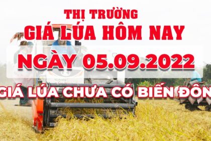 rice and paddy prices today