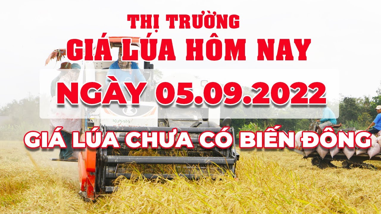 rice and paddy prices today
