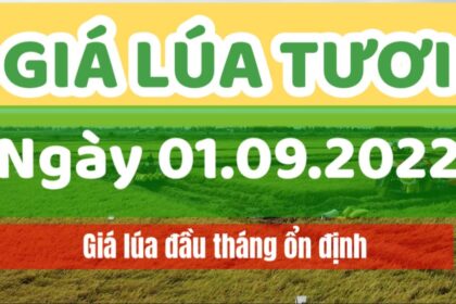 rice and paddy prices today