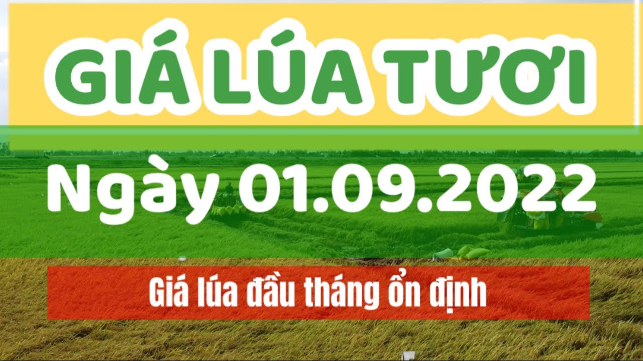 rice and paddy prices today