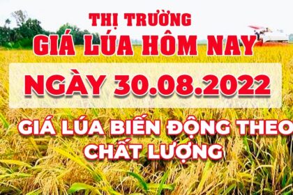rice and paddy prices today