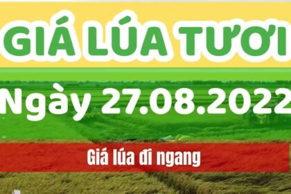 rice and paddy prices today