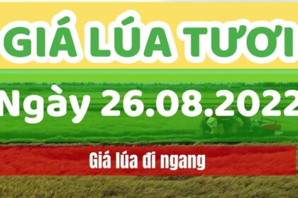 rice and paddy prices today