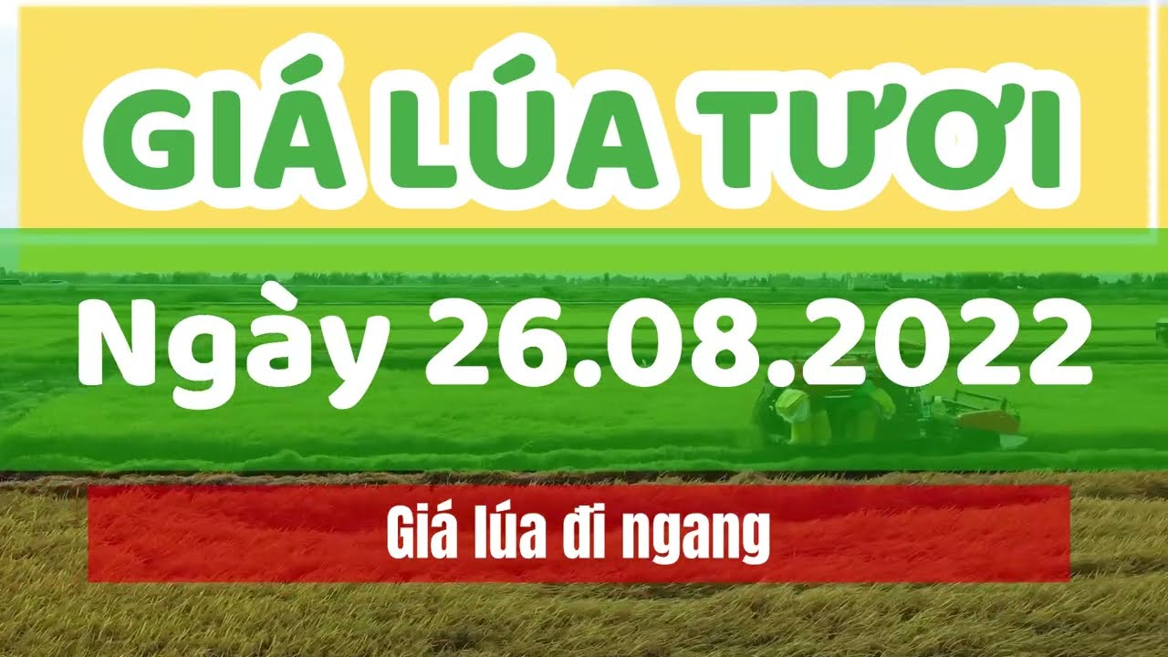 rice and paddy prices today