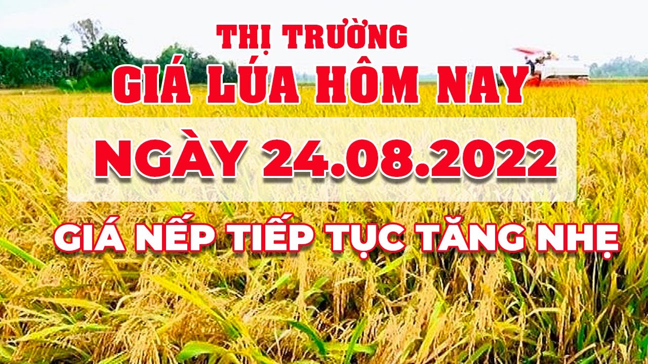rice and paddy prices today