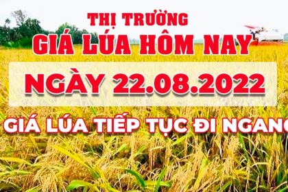 rice and paddy prices today