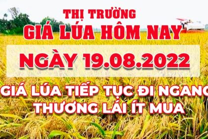 rice and paddy prices today
