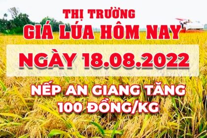 rice and paddy prices today