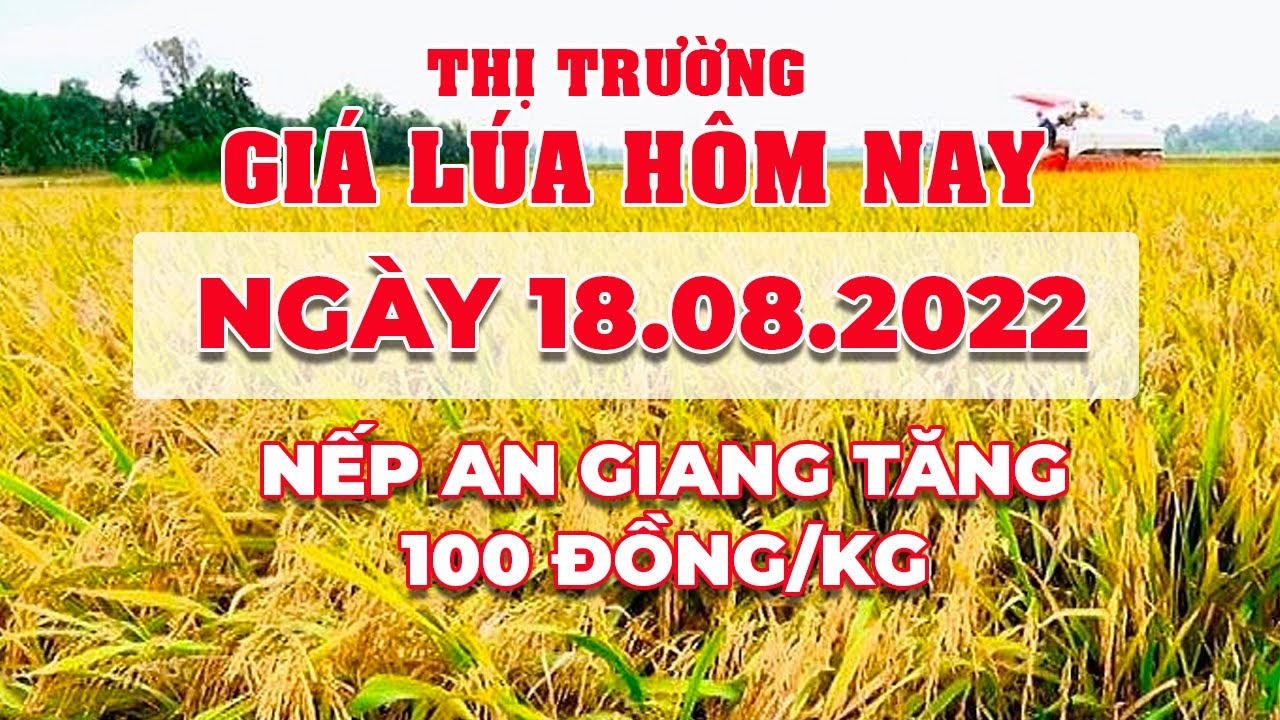 rice and paddy prices today