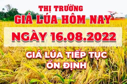 rice and paddy prices today