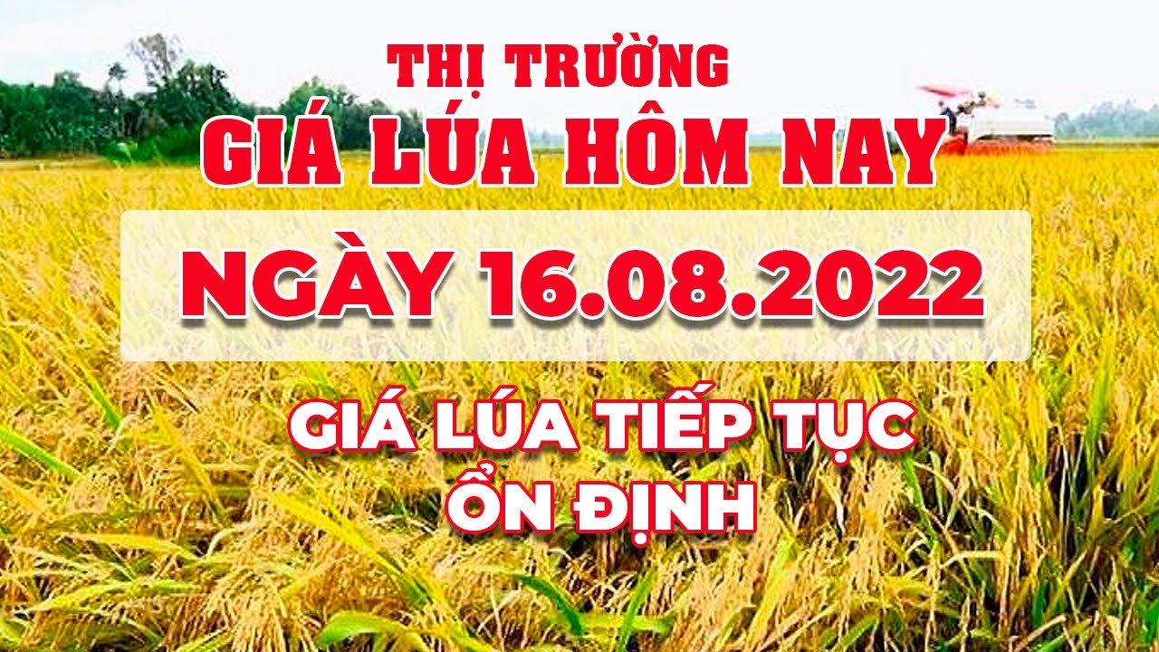 rice and paddy prices today