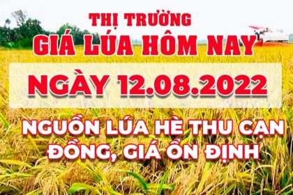rice and paddy prices today