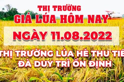 rice and paddy prices today