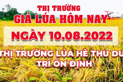 rice and paddy prices today