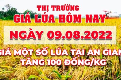 rice and paddy prices today