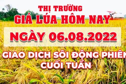 rice and paddy prices today