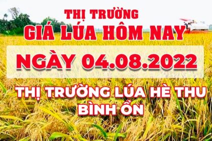 rice and paddy prices today