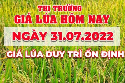 rice and paddy prices today