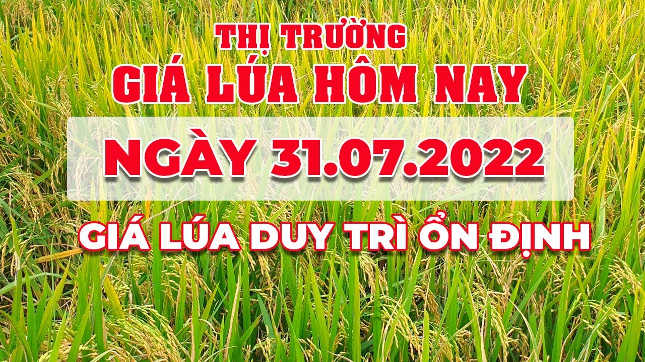 rice and paddy prices today