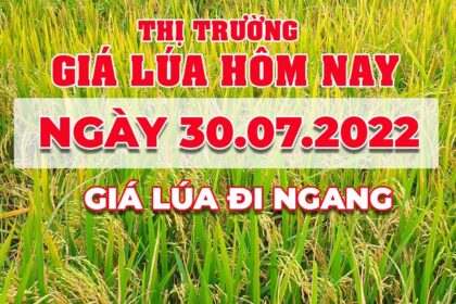 rice and paddy prices today