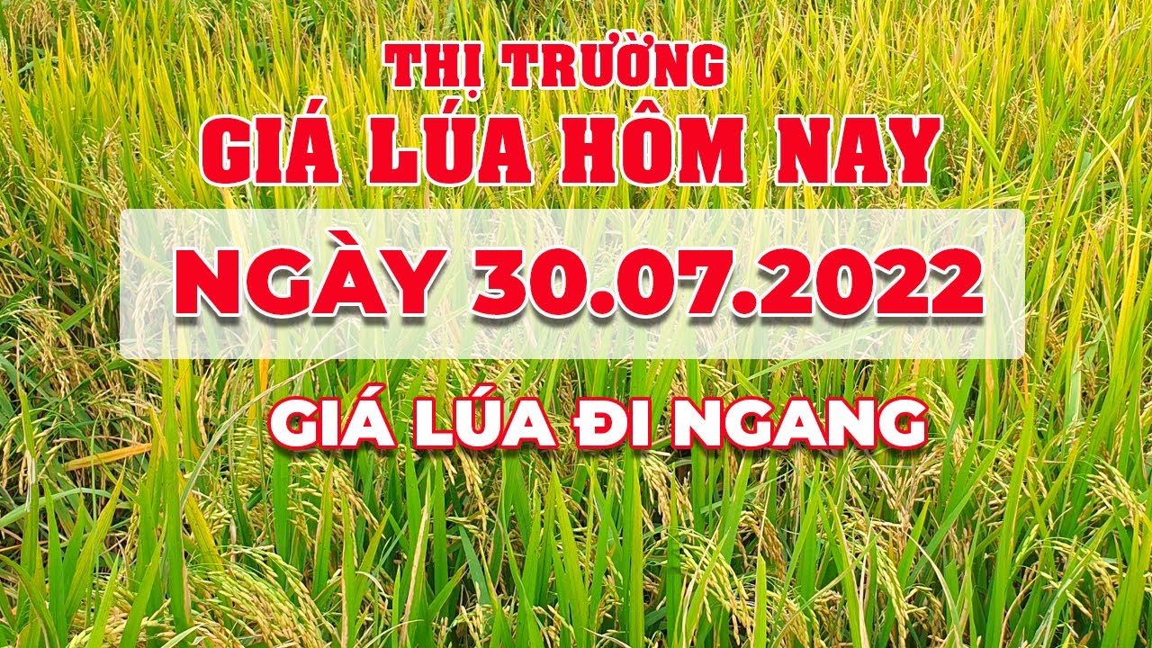 rice and paddy prices today