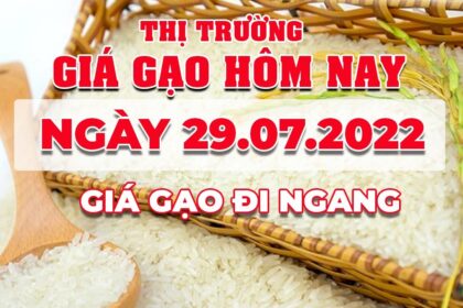 rice and paddy prices today