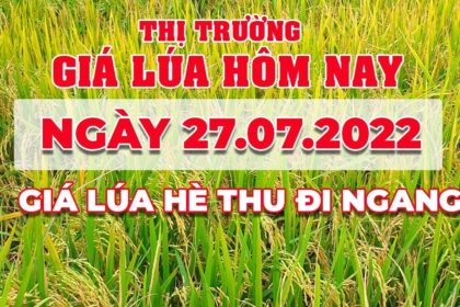 rice and paddy prices today