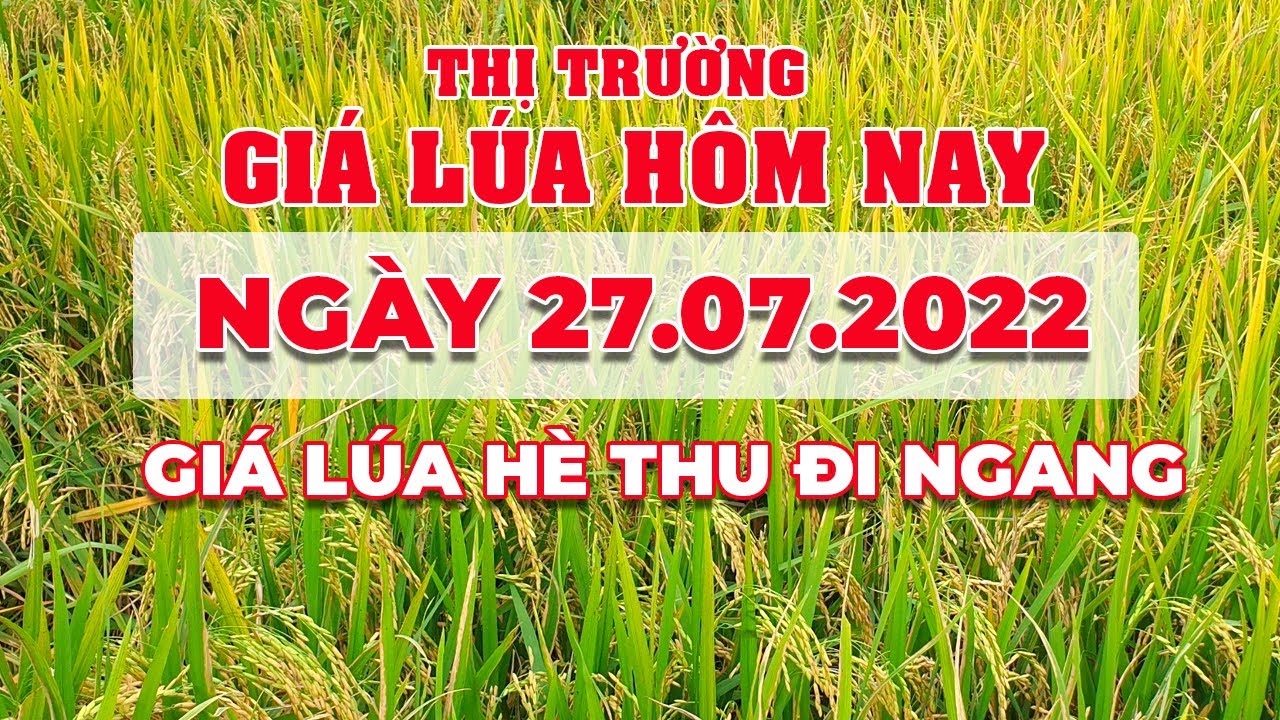 rice and paddy prices today
