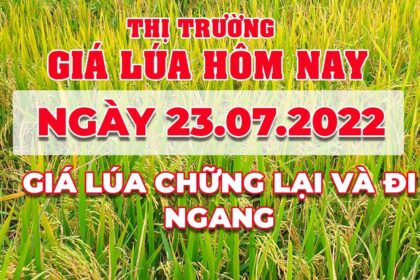 rice and paddy prices today