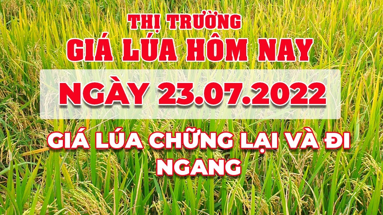 rice and paddy prices today