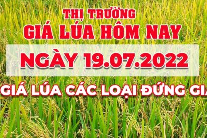 rice and paddy prices today