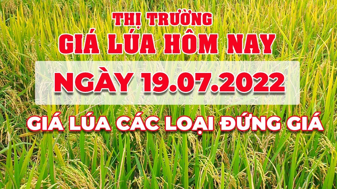 rice and paddy prices today