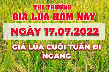 rice and paddy prices today