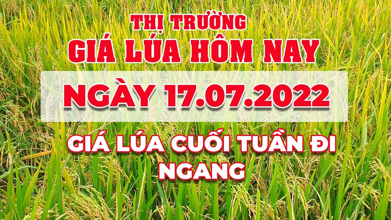 rice and paddy prices today