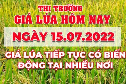 rice and paddy prices today