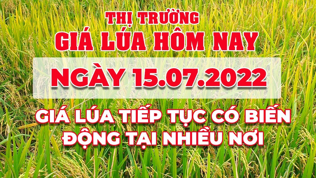 rice and paddy prices today