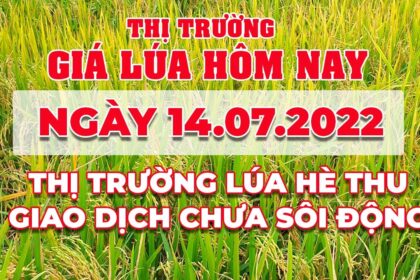 rice and paddy prices today