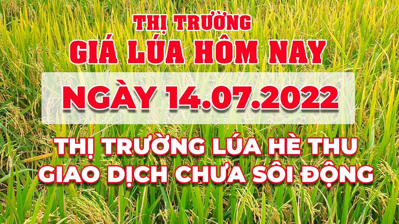 rice and paddy prices today