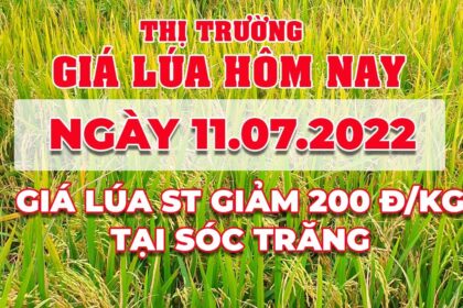 rice and paddy prices today