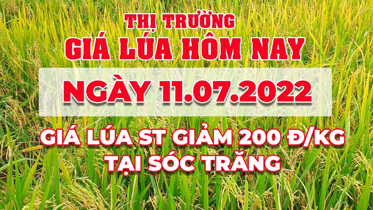 rice and paddy prices today