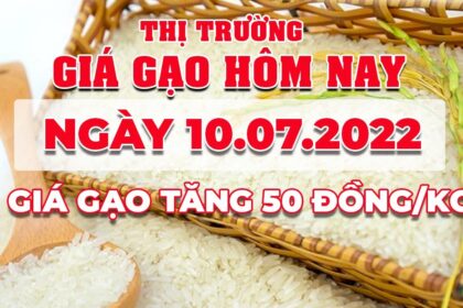 rice and paddy prices today