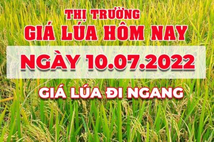 rice and paddy prices today