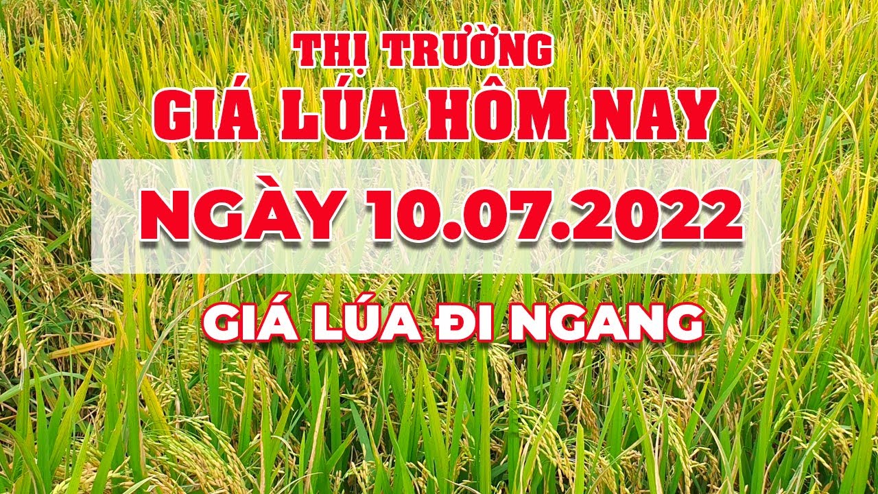 rice and paddy prices today