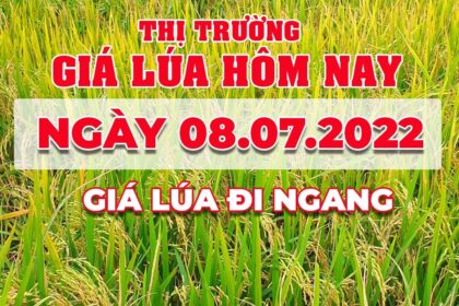 rice and paddy prices today