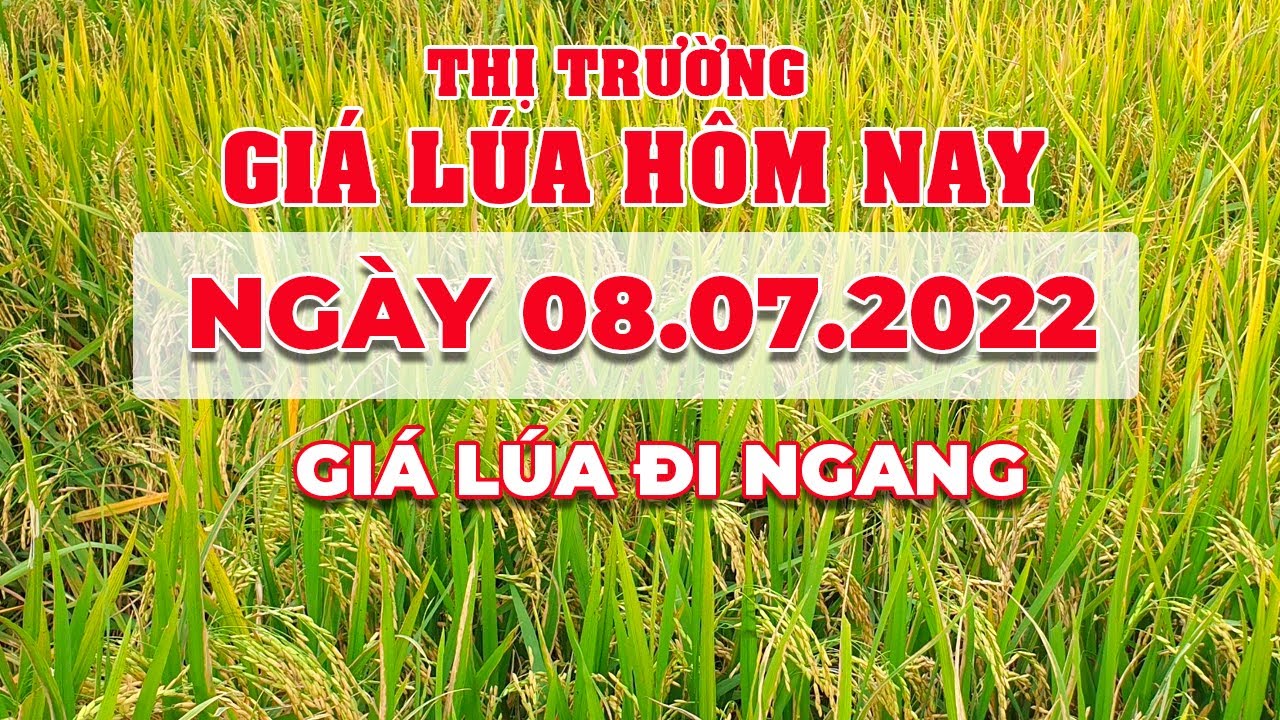 rice and paddy prices today