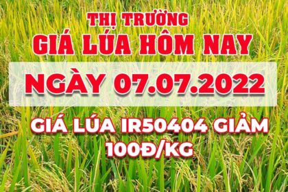 rice and paddy prices today