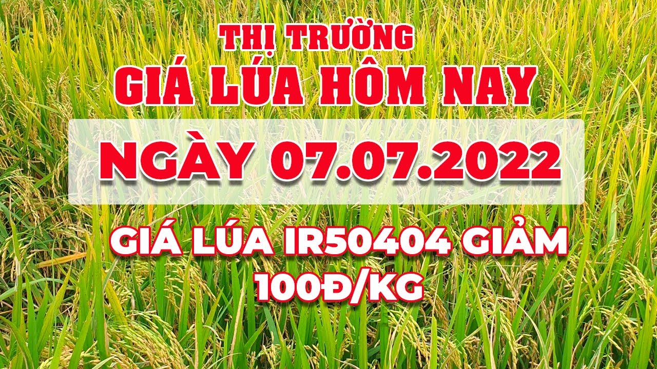 rice and paddy prices today