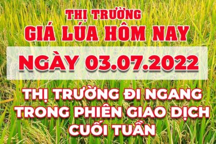 rice and paddy prices today