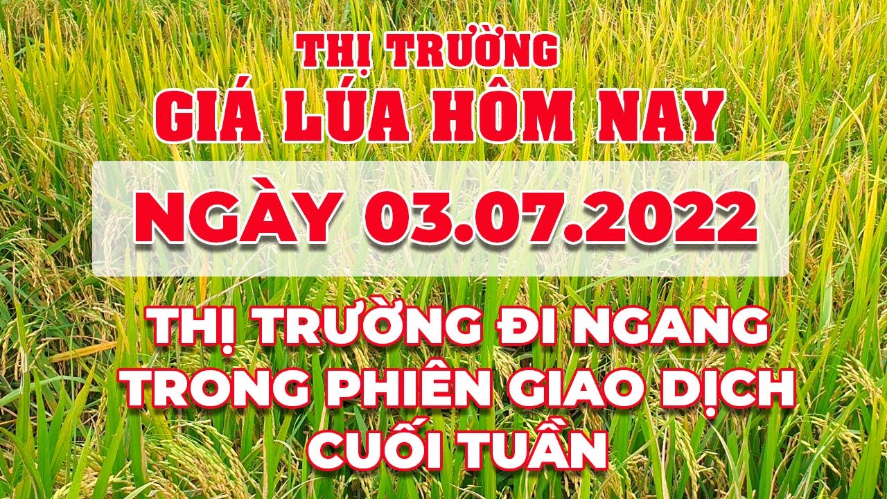 rice and paddy prices today