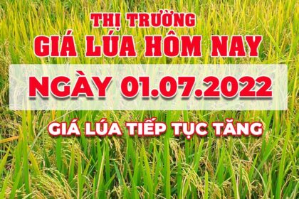 rice and paddy prices today
